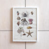 Raamitud print "mereelukad"
