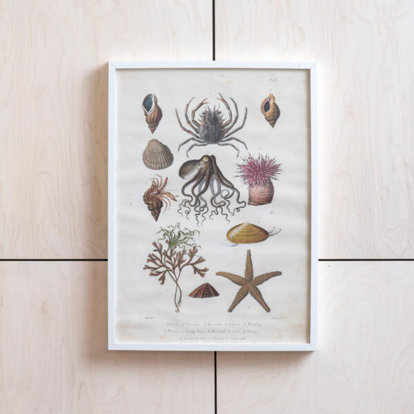 Raamitud print "mereelukad"