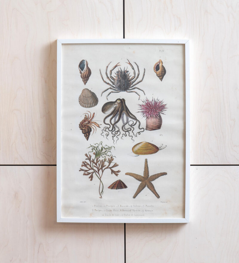 Raamitud print "mereelukad"